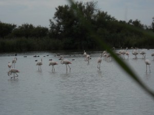 Camargue 130