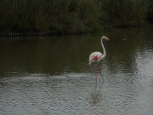 cropped-camargue-266.jpg