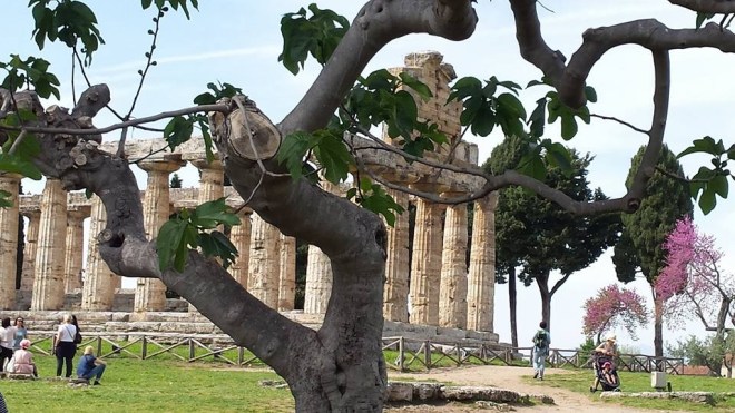 paestum fico