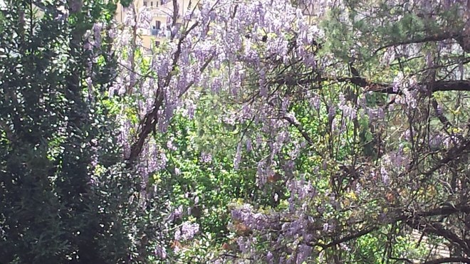 parco-abate-glicine-parco