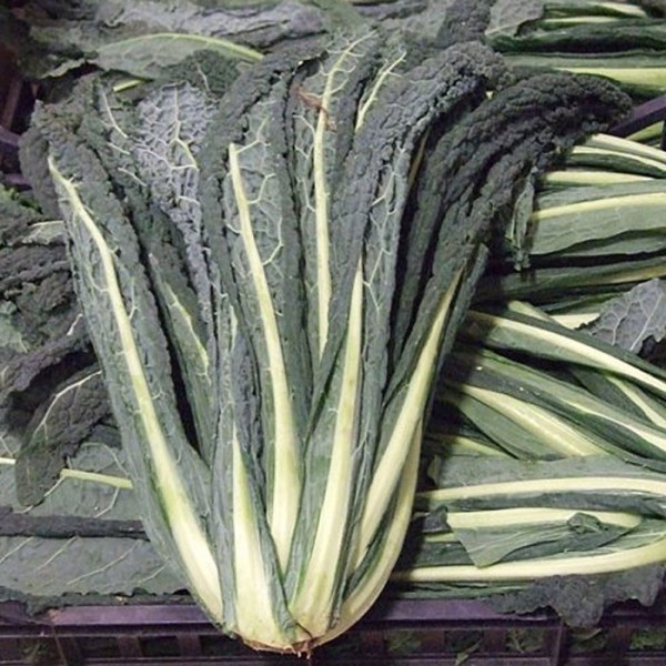 cavolo-nero-2