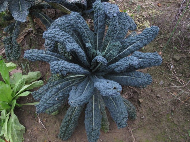 cavolo-nero