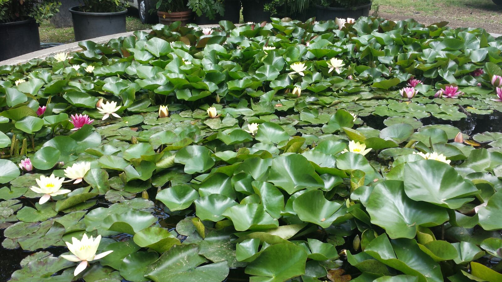 vasca ninfee orto botanico