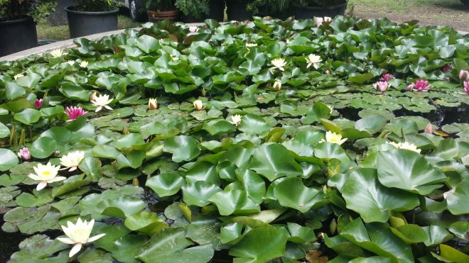 vasca ninfee orto botanico