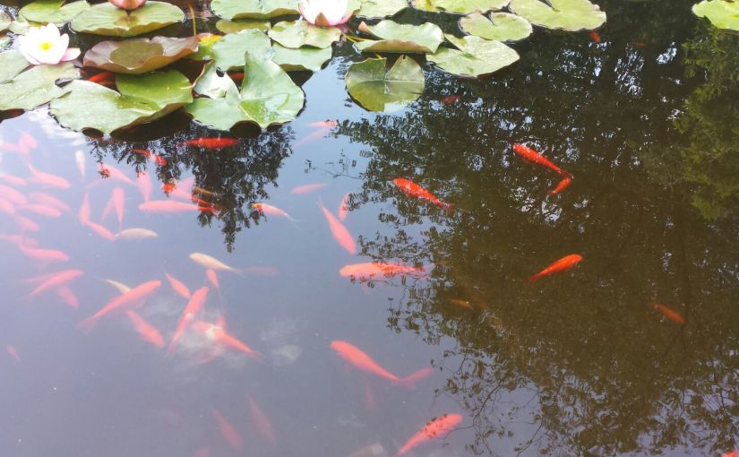 Planta VI edizione- Real Orto Botanico di Napoli-Fra rose antiche e&nbsp;Clematis-